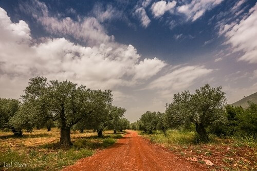 Olive tree path at Kibbutz Moran